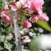 5fc397f67578fb9d4239bfddfe76b21e.jpg a85ff66c12fd4e66ee11fafb0776e1ce